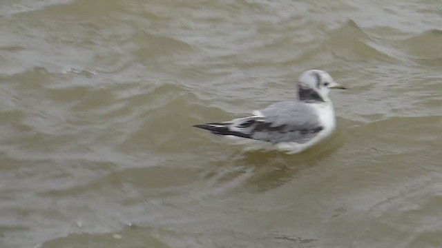 Mouette tridactyle - ML330501461