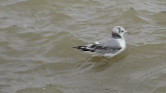 Black-legged Kittiwake - ML330501461