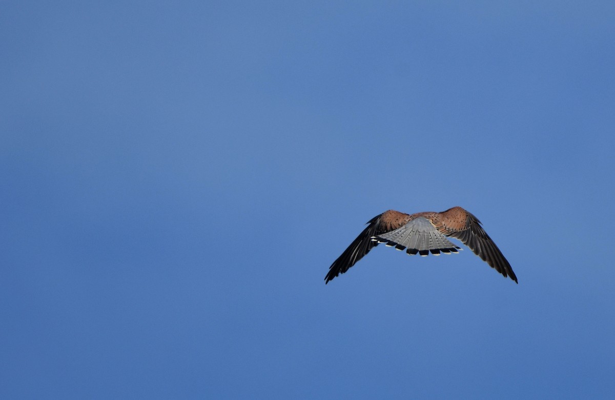 Eurasian Kestrel - ML330507451