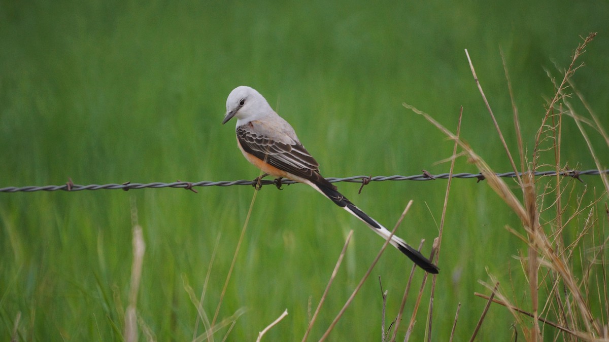 Scissor-tailed Flycatcher - ML330507491