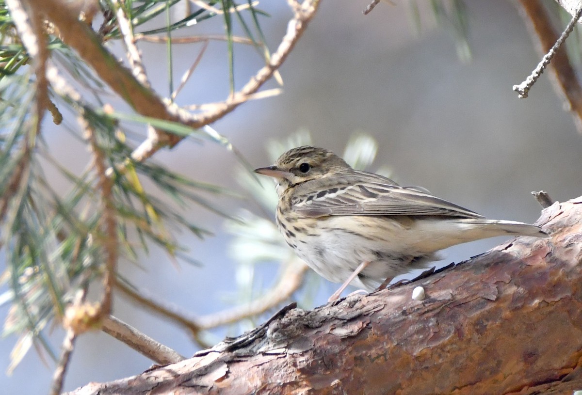 Tree Pipit - ML330507591