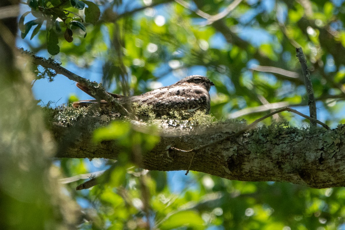 Common Nighthawk - ML330508701