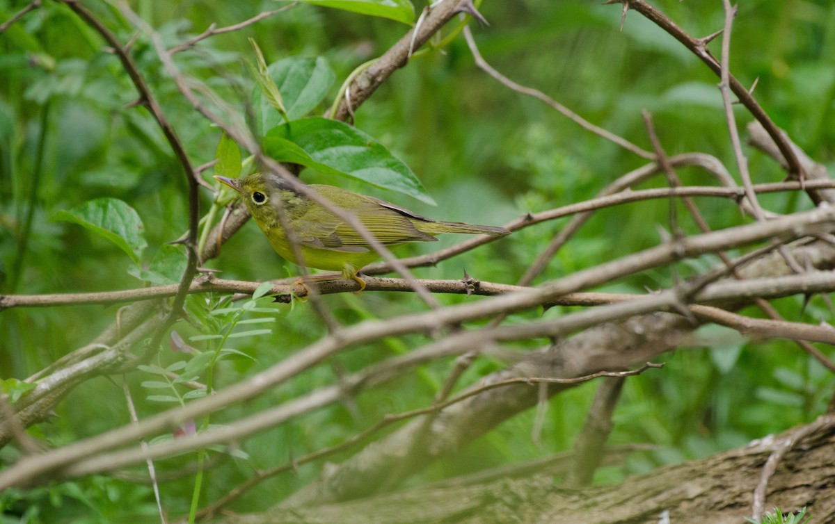 Alström's Warbler - ML330509491