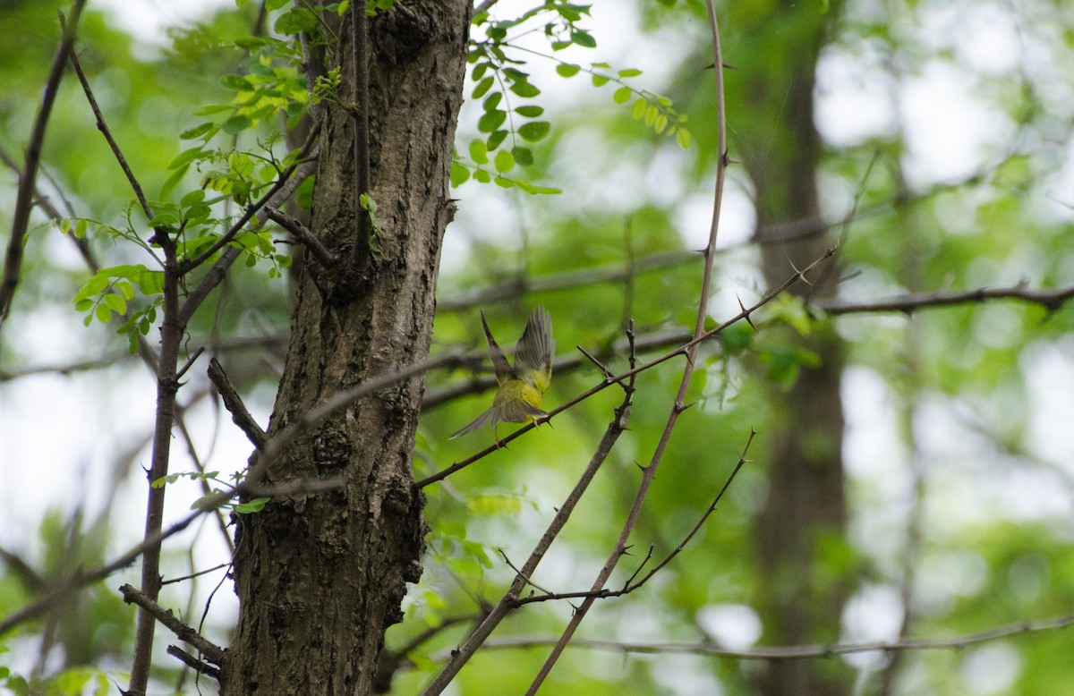 Alström's Warbler - ML330509601