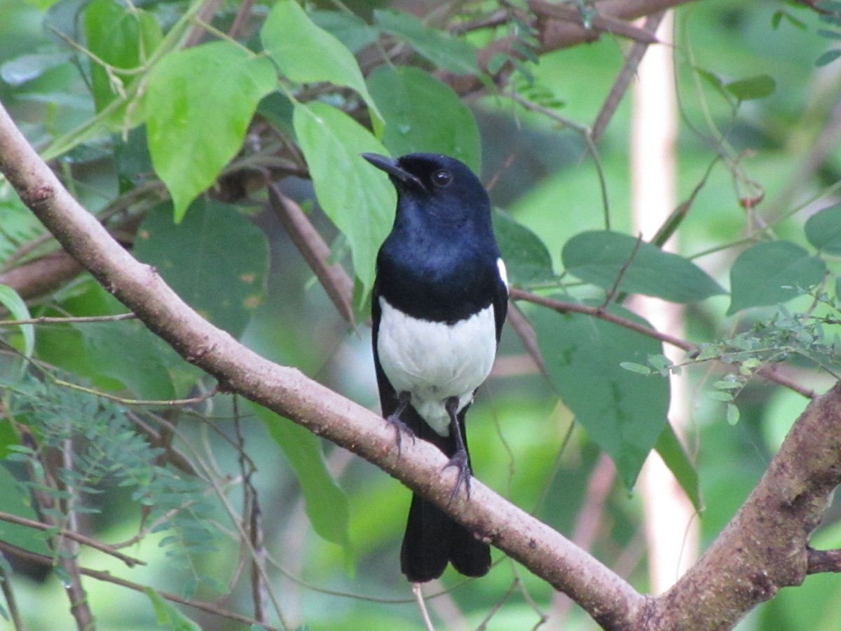 Philippine Magpie-Robin - ML330514291