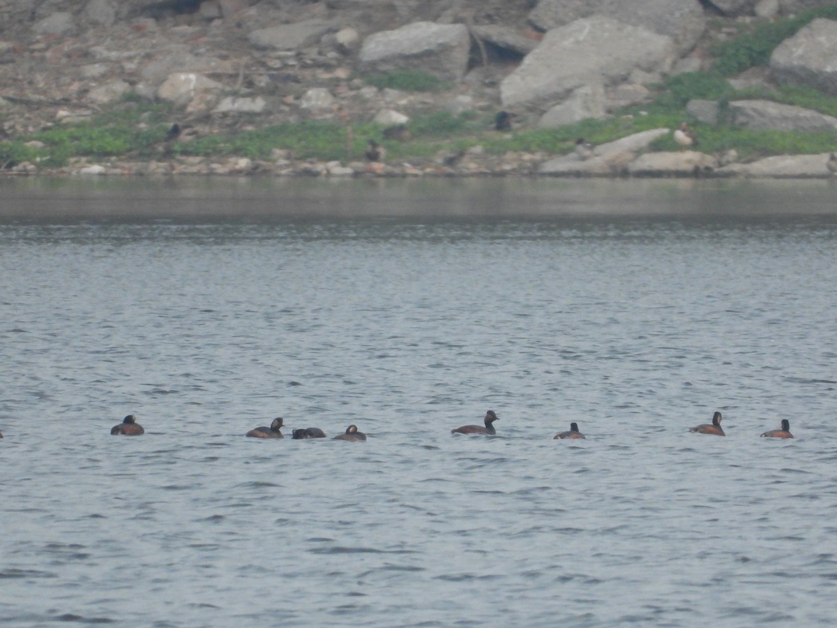 Eared Grebe - Zhuofei Lu