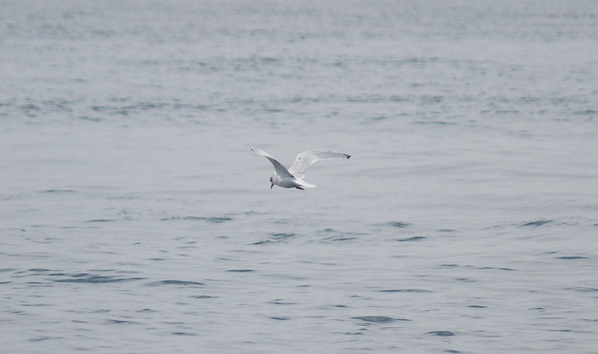 Little Gull - ML33051801