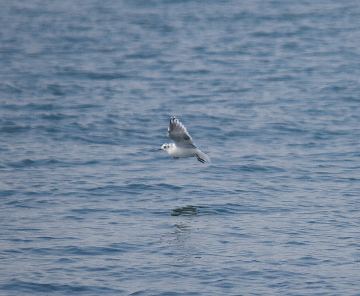 Little Gull - ML33051811