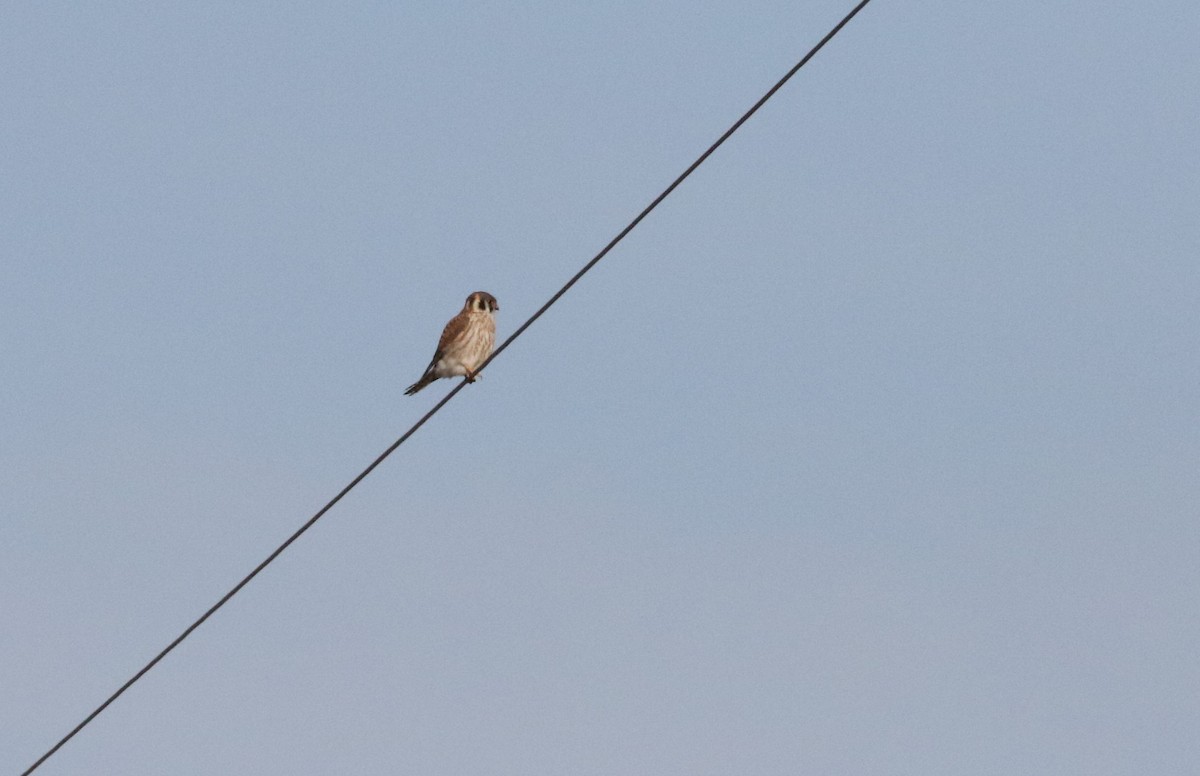 American Kestrel - ML330518281