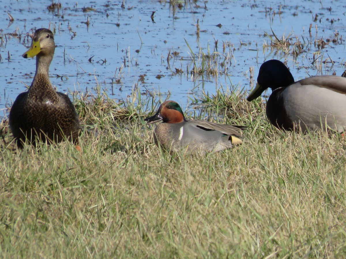 Green-winged Teal - Elton Morel