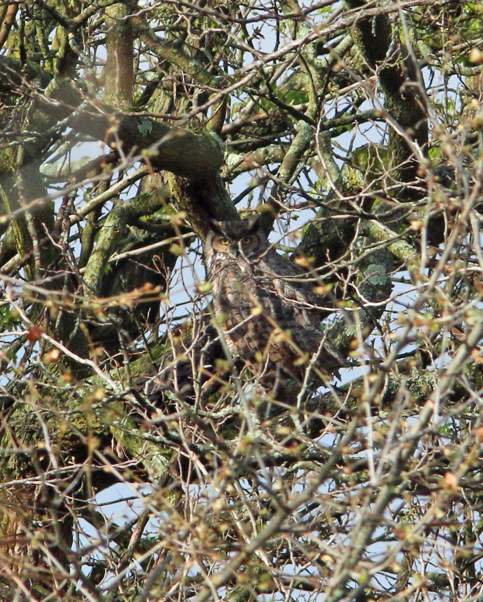 Great Horned Owl - ML330519541