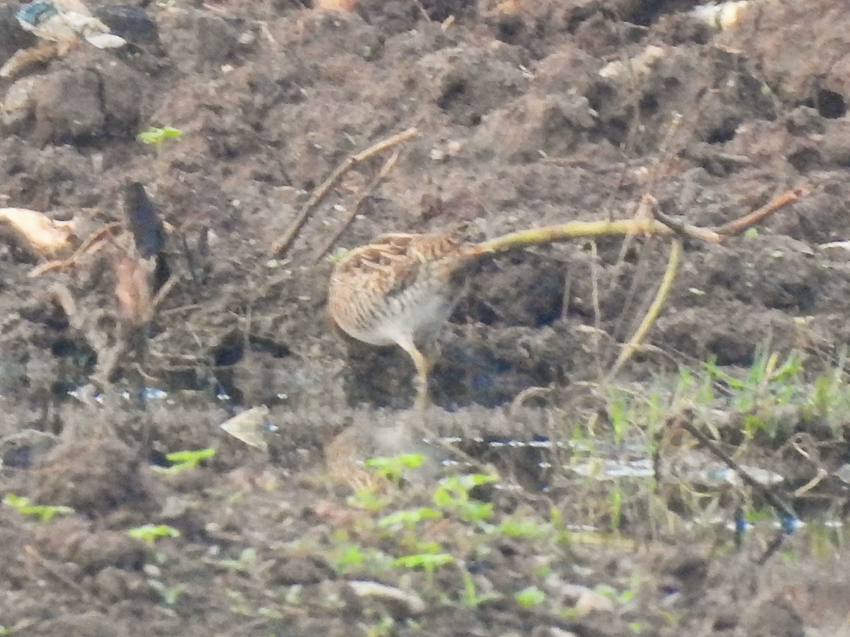 Gallinago sp. - ML330519641