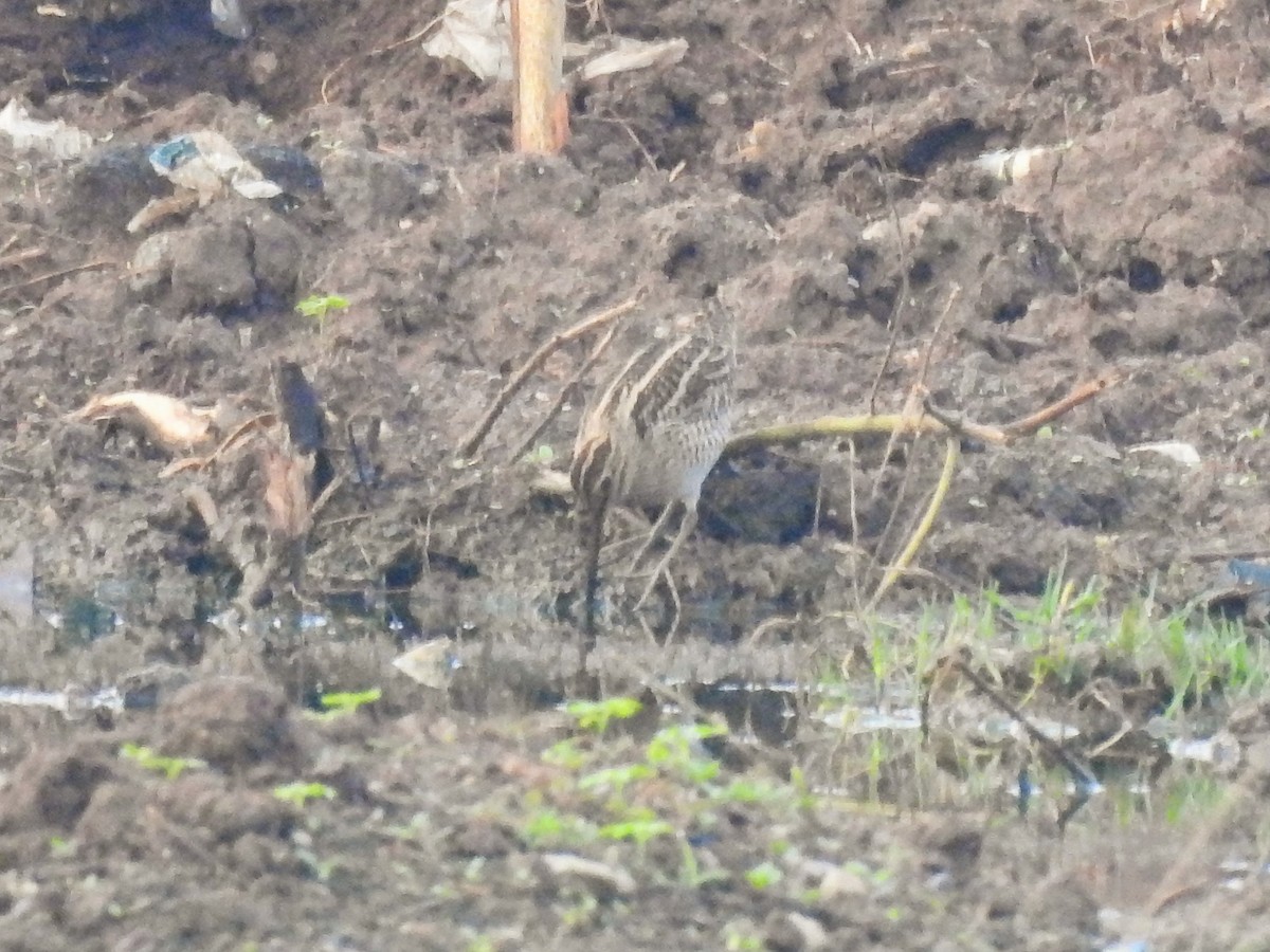 snipe sp. - ML330519691