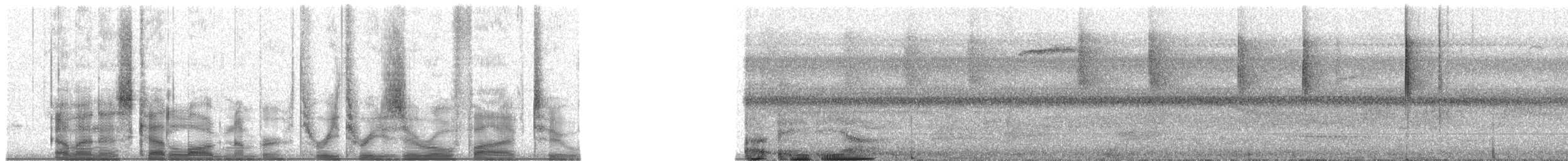 Dicée des Célèbes - ML33052