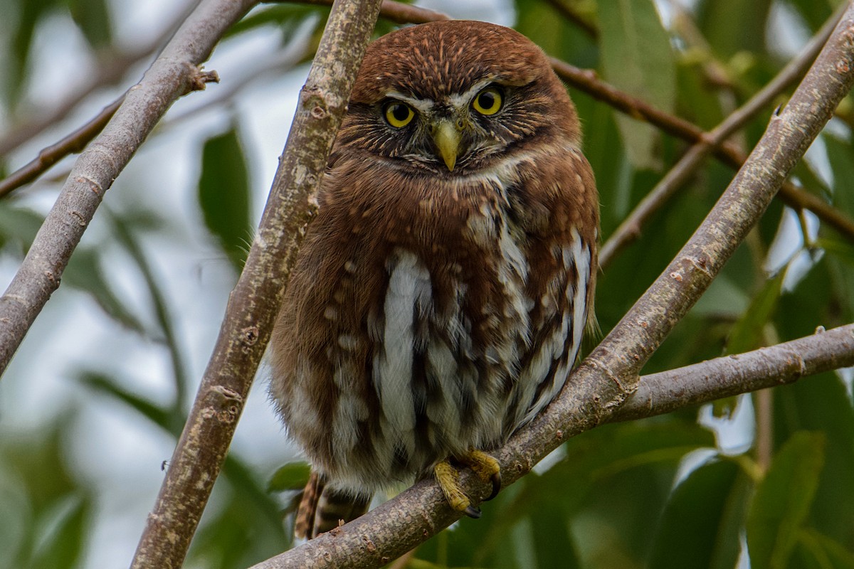 Austral Pygmy-Owl - ML330520101