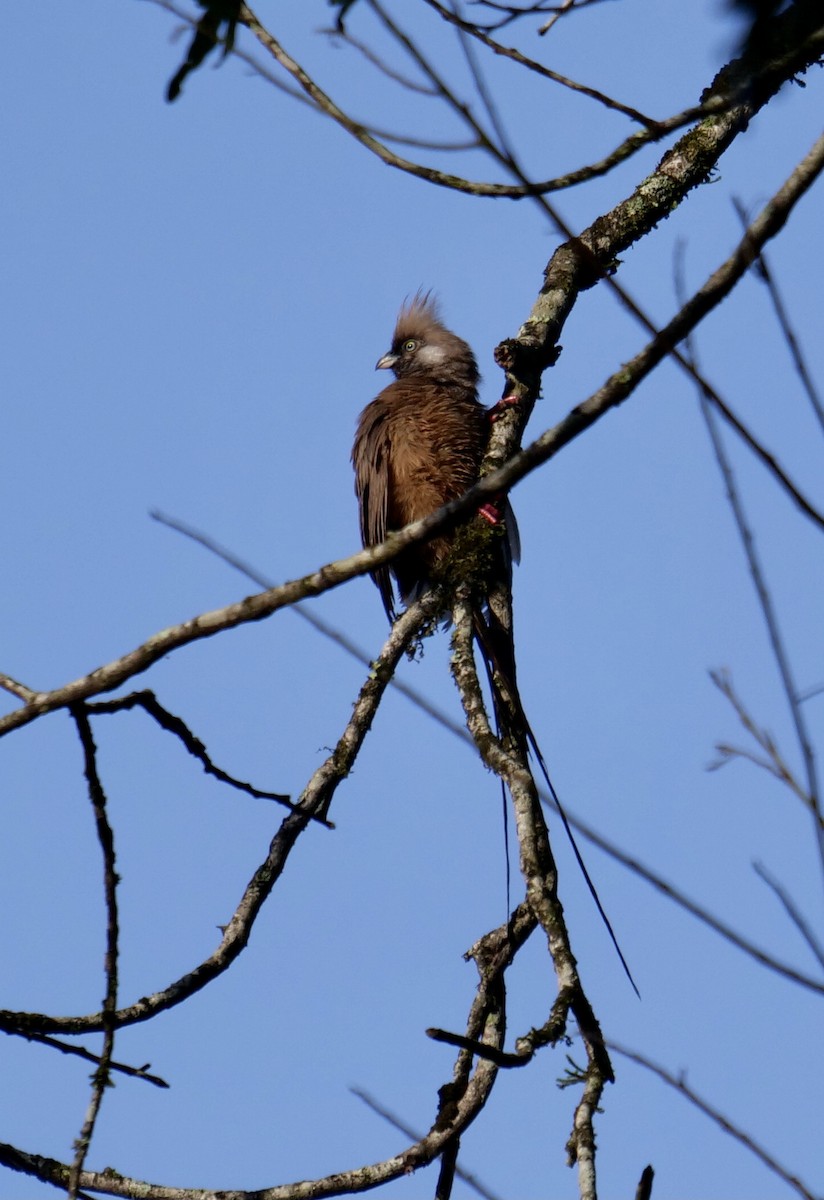 Speckled Mousebird - ML330520701