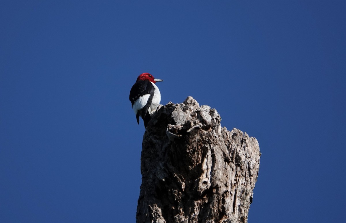 Red-headed Woodpecker - ML330521001