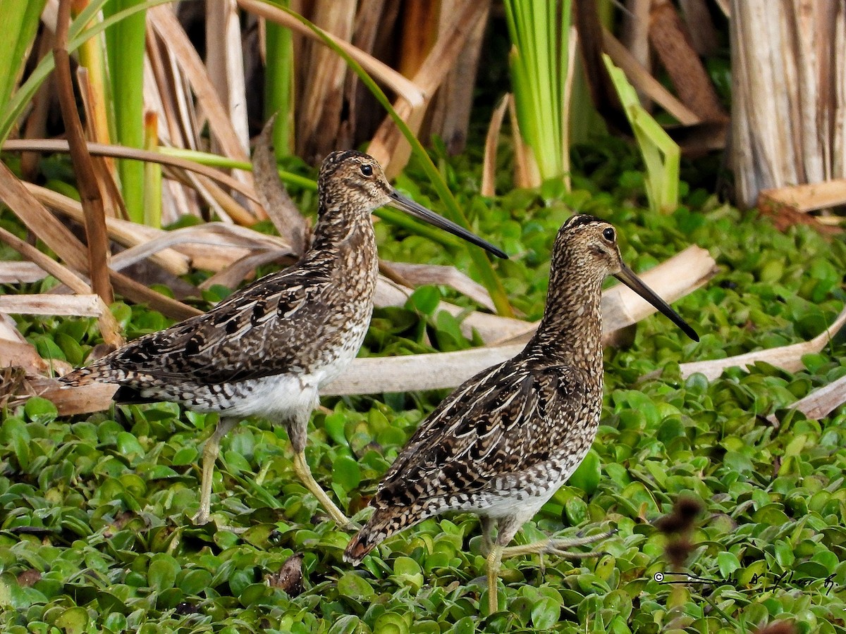 Noble Snipe - ML330523981