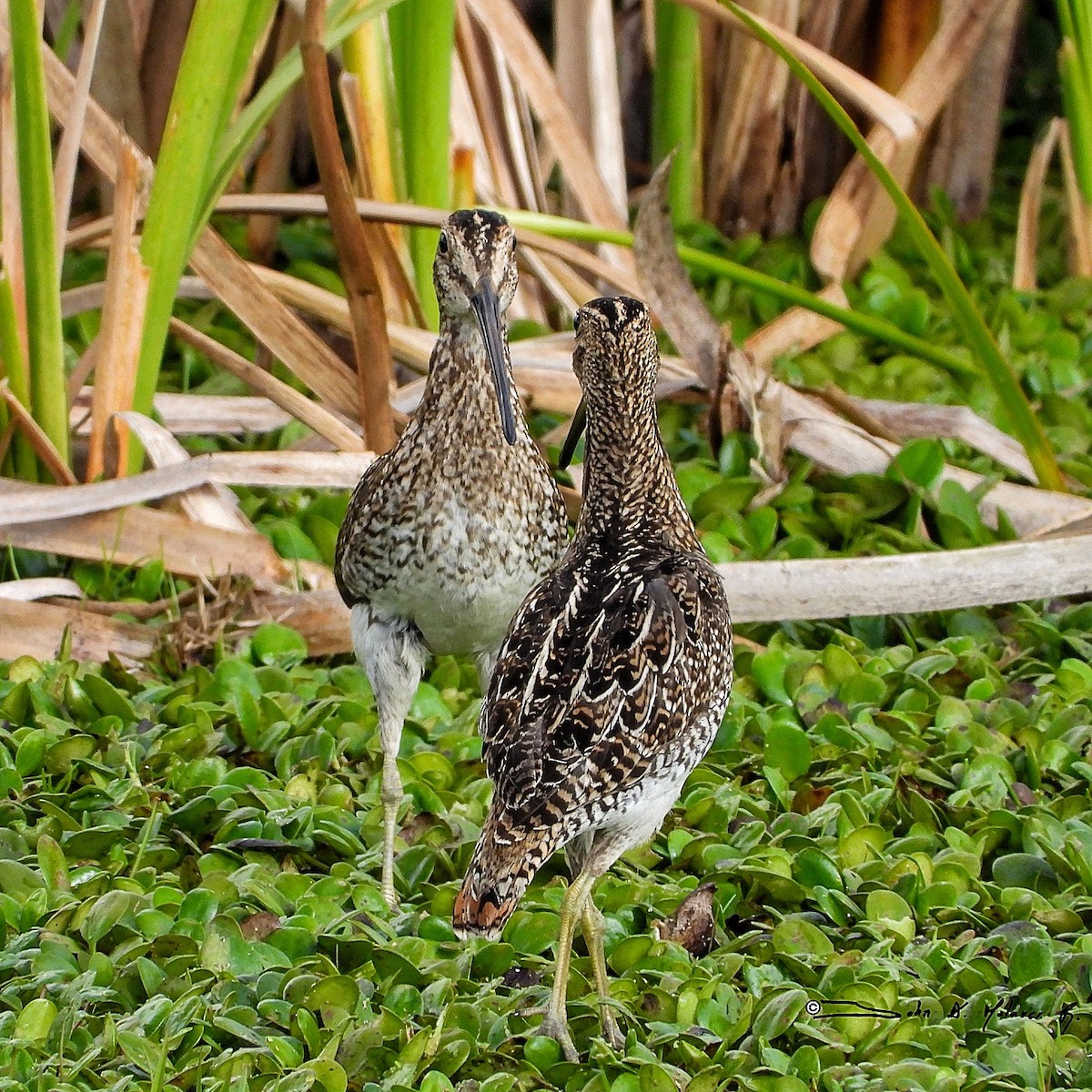 Noble Snipe - ML330524001