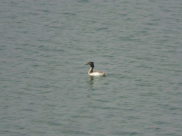 Great Crested Grebe - ML330525531