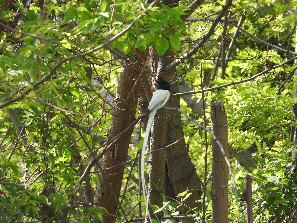 Indian Paradise-Flycatcher - ML330529541