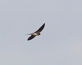 Barn Swallow - ML330530191