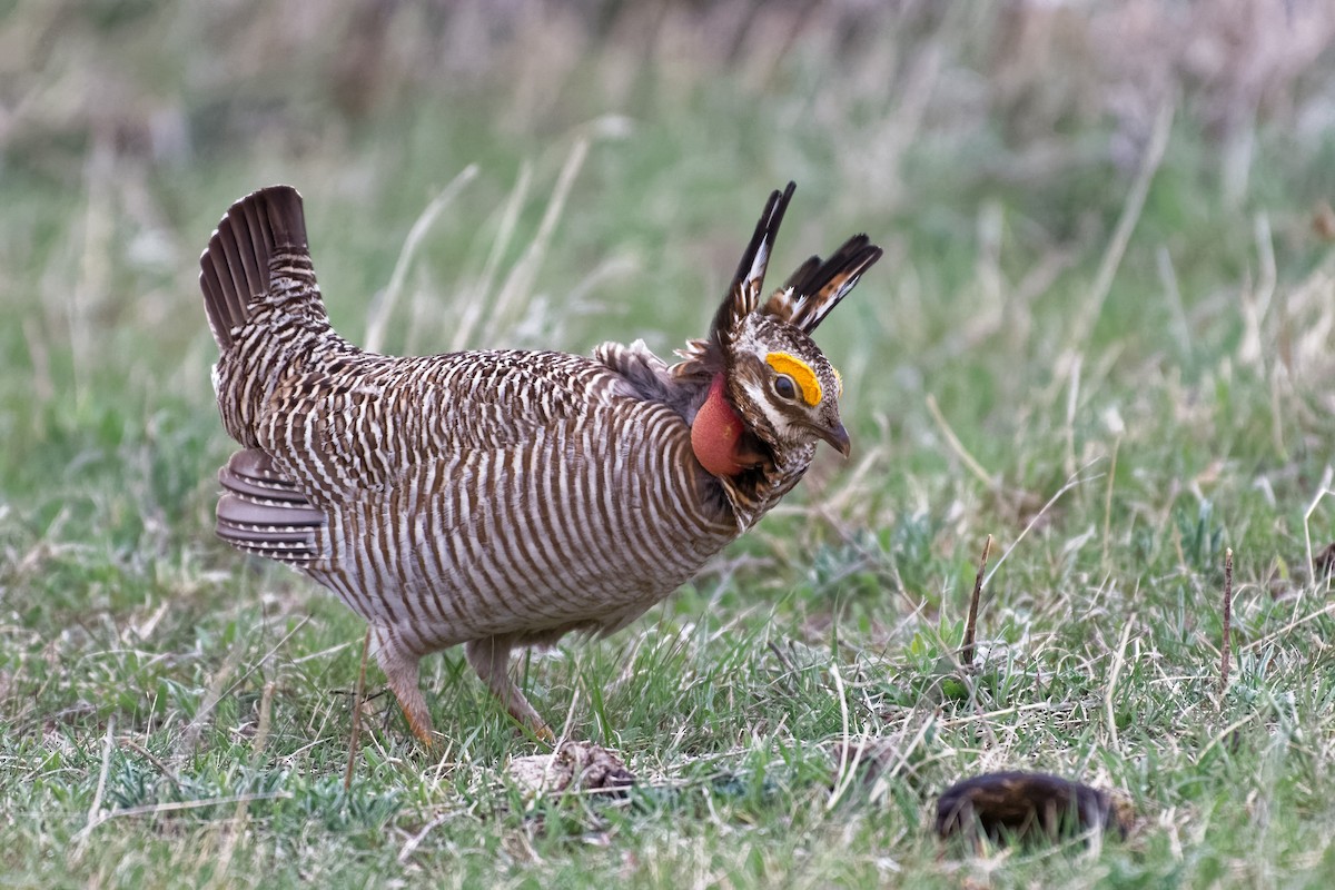 Lesser Prairie-Chicken - Robert Mustell