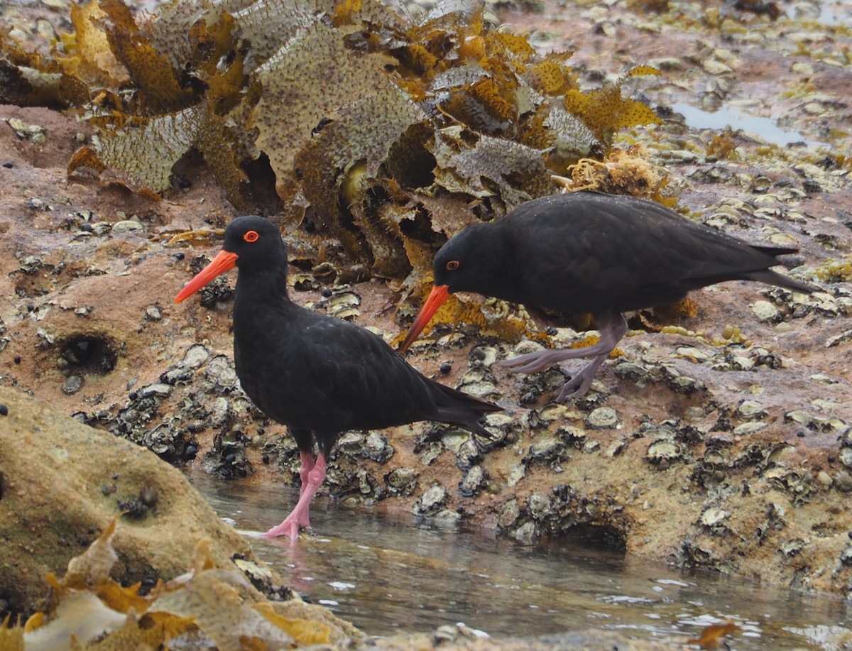 Sooty Oystercatcher - ML330533301