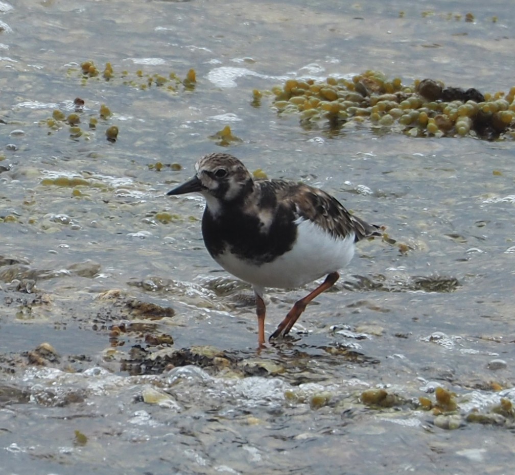 Ruddy Turnstone - ML330533731