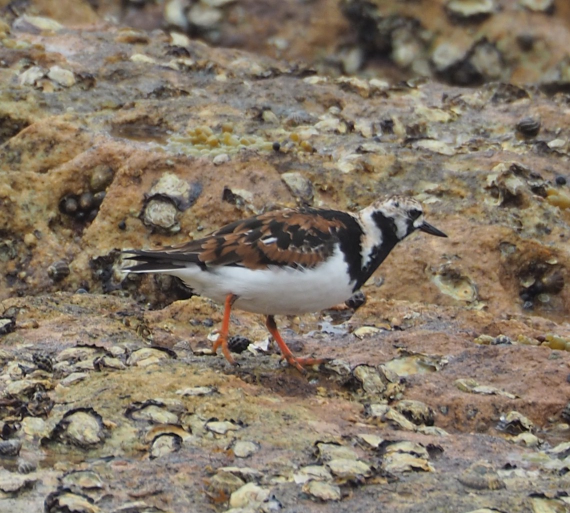 Ruddy Turnstone - ML330534261