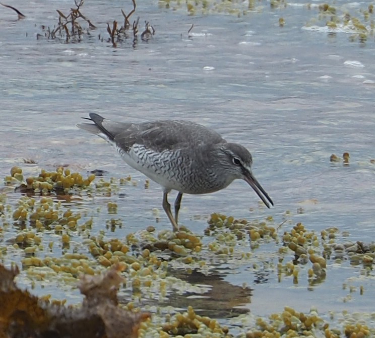 Chevalier de Sibérie - ML330534491