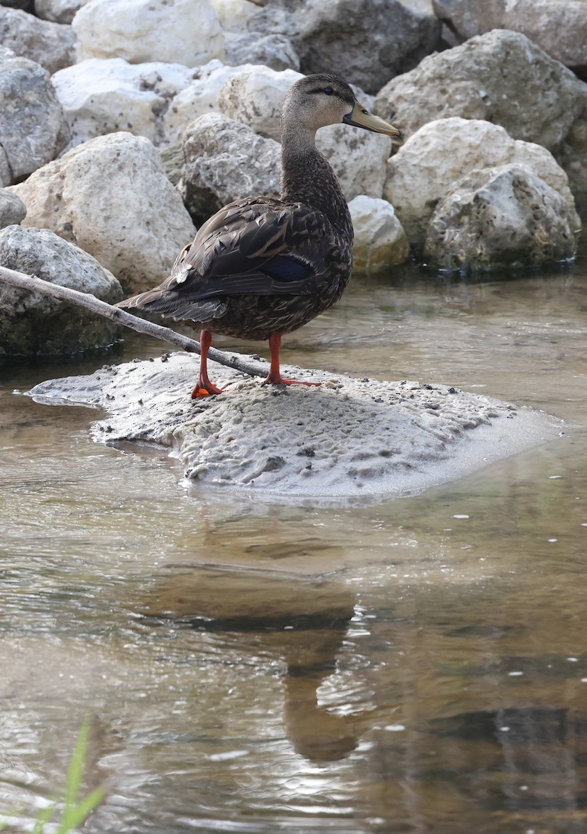 Mottled Duck - Lynette Spence