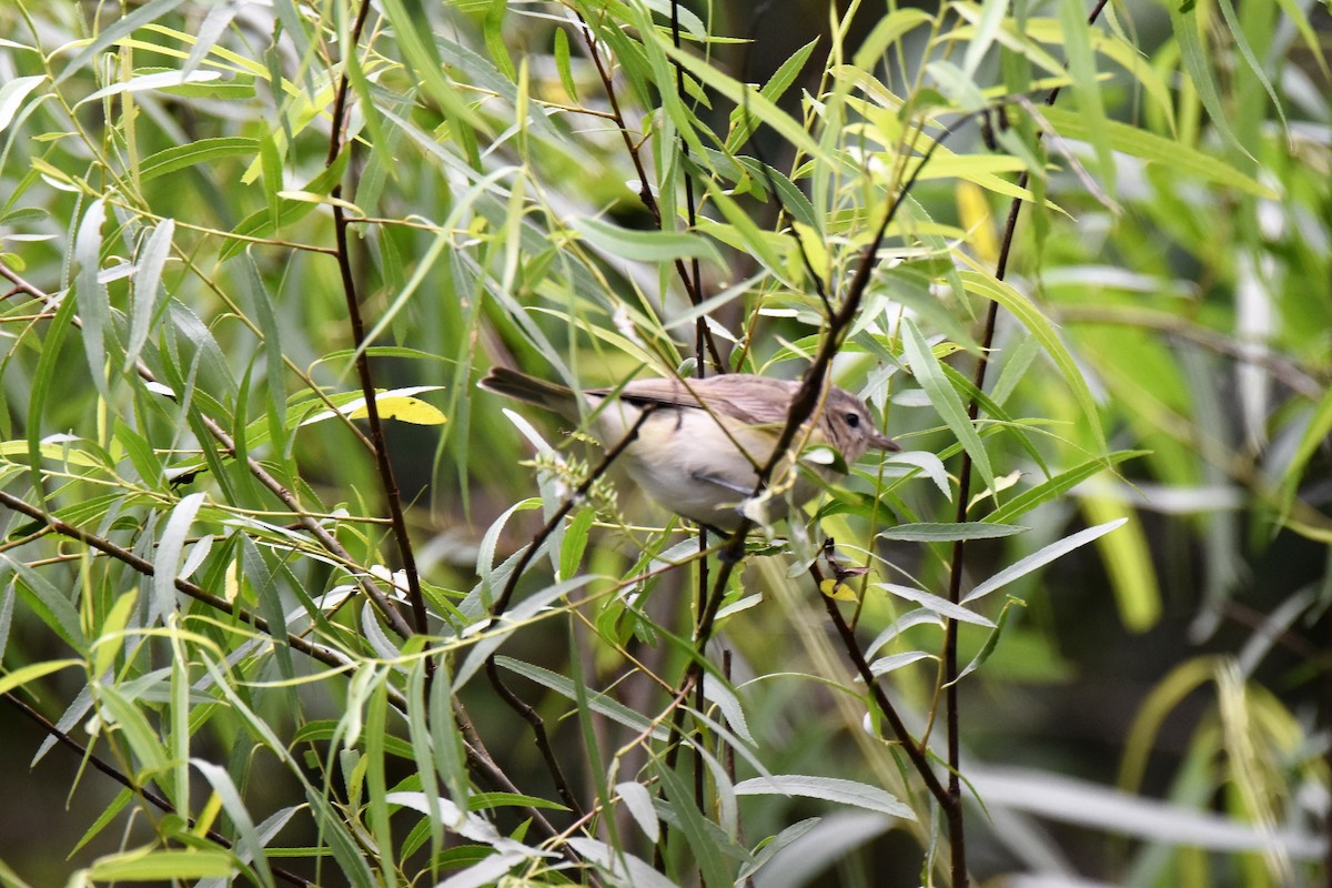 Warbling Vireo - ML330536571