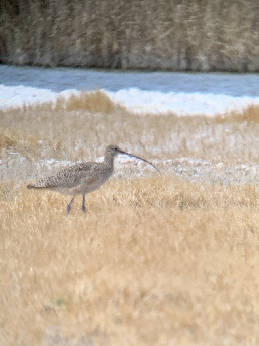 Long-billed Curlew - ML330537251