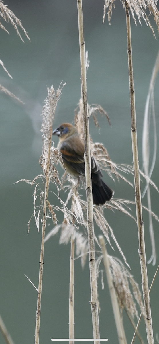 Blue Grosbeak - ML330537921