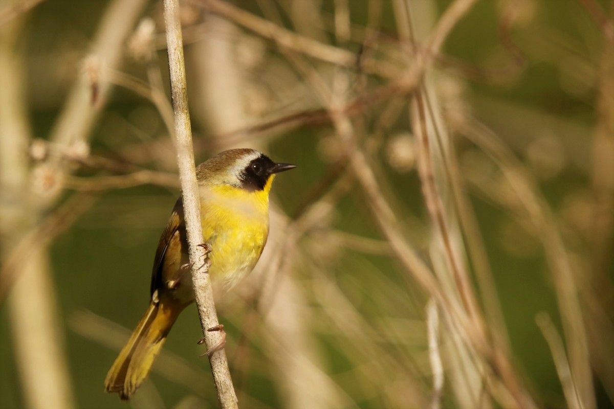 Common Yellowthroat - ML330538261