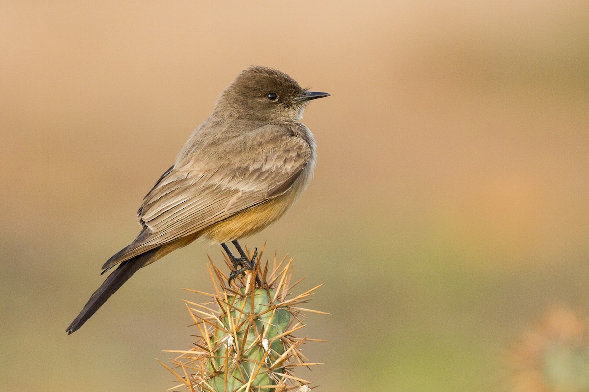 Say's Phoebe - ML330538371