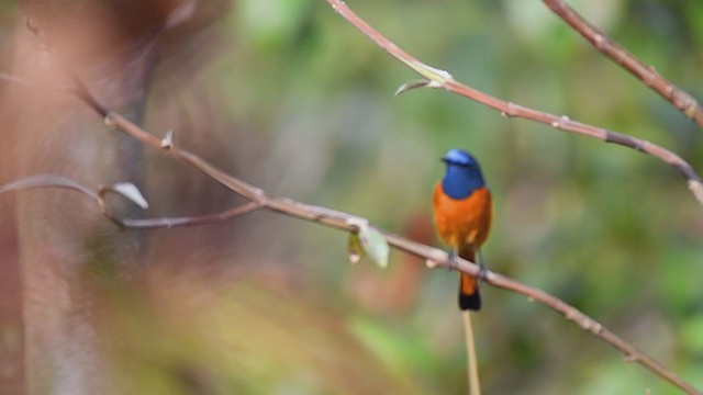 Blue-fronted Redstart - ML330538961