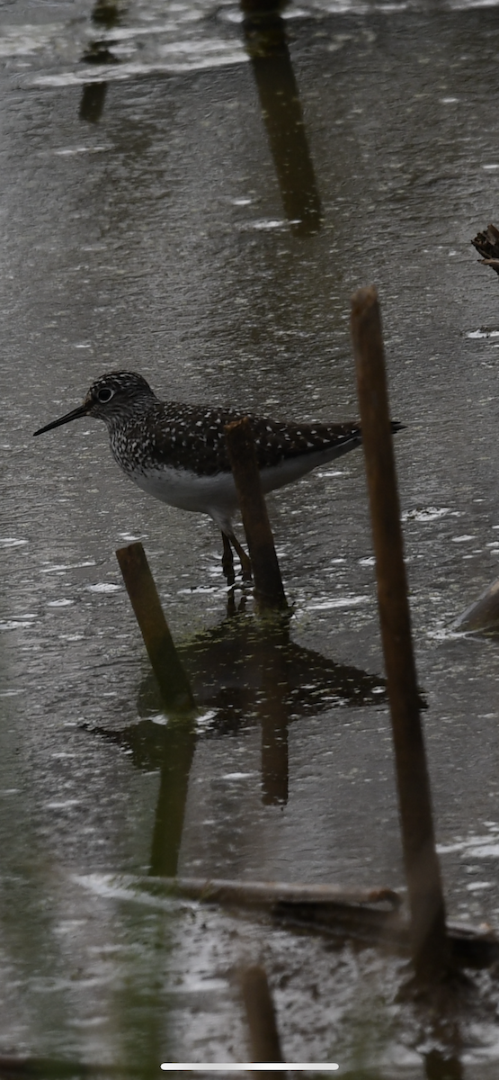 Solitary Sandpiper - ML330539421