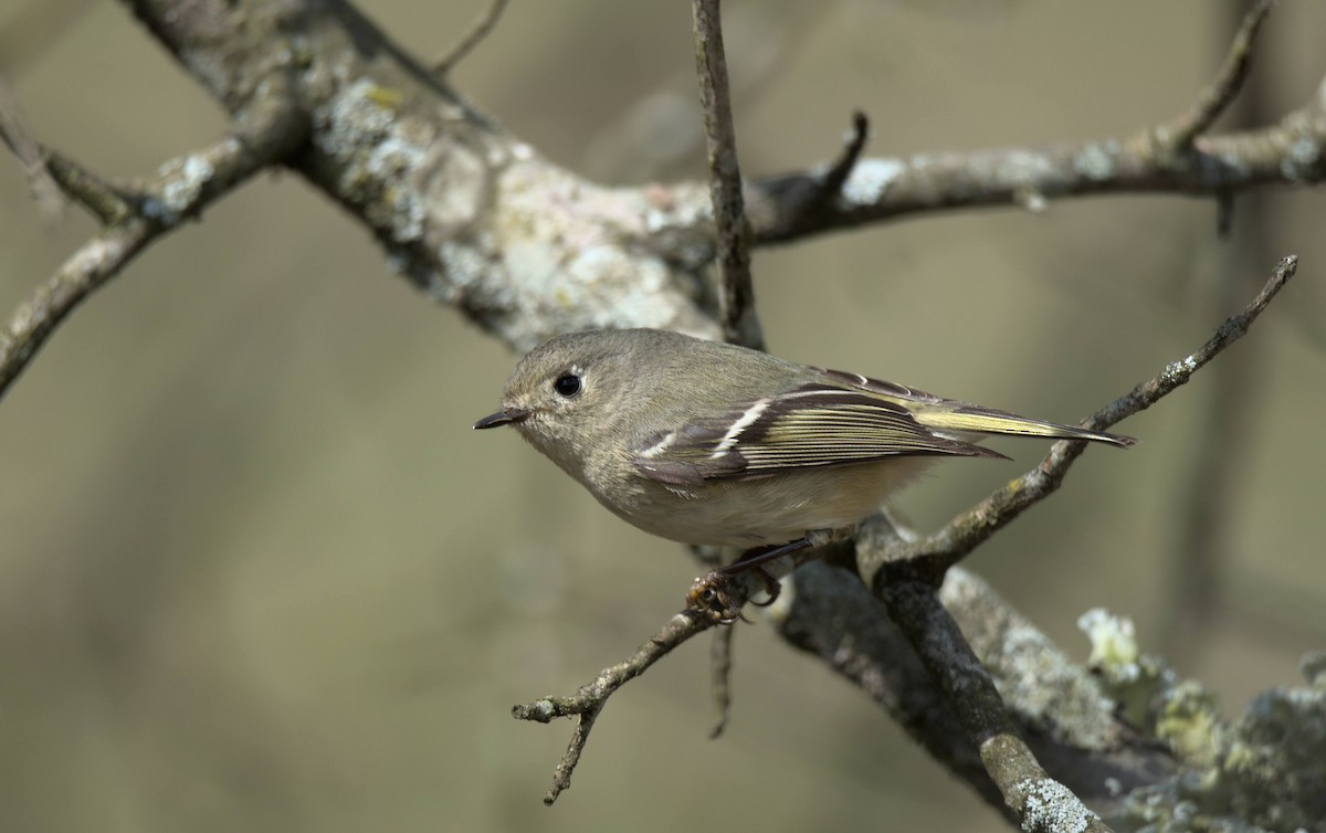 Ruby-crowned Kinglet - ML330539851