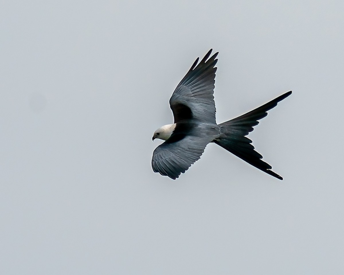 Swallow-tailed Kite - ML330540571