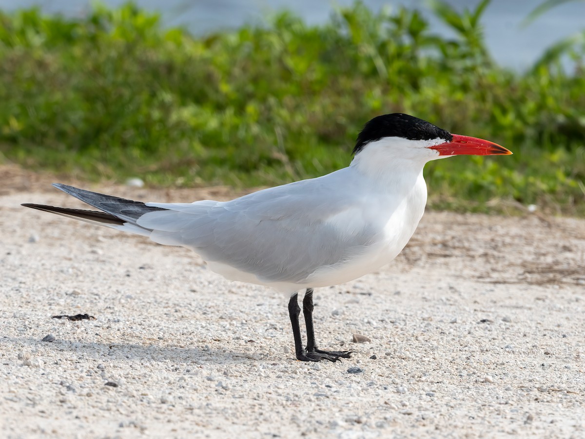 Caspian Tern - Clark Johnson