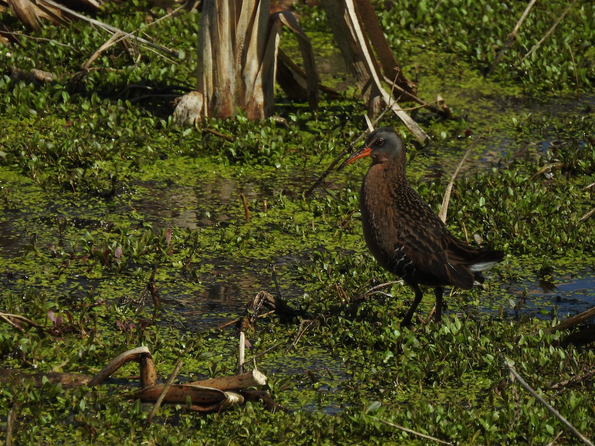 Virginia Rail - ML330541651