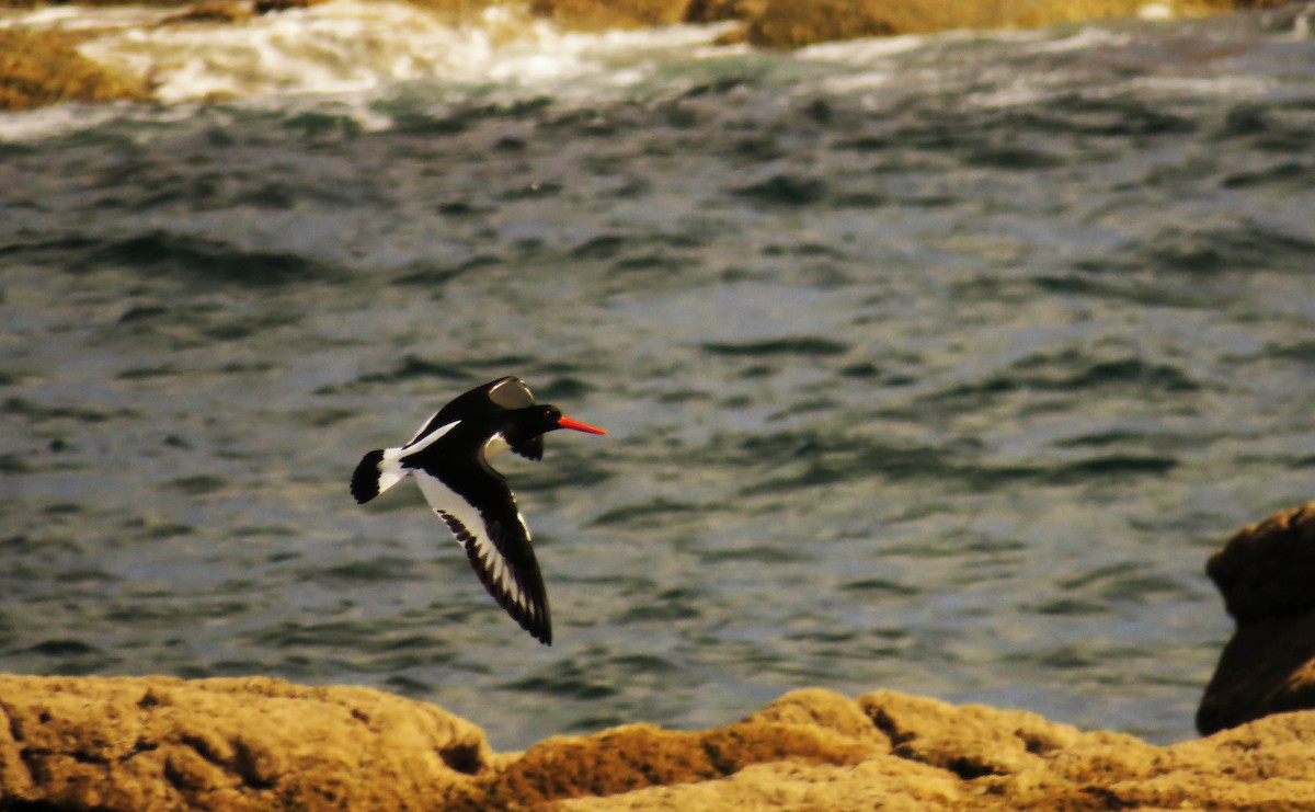 Eurasian Oystercatcher - ML330543741