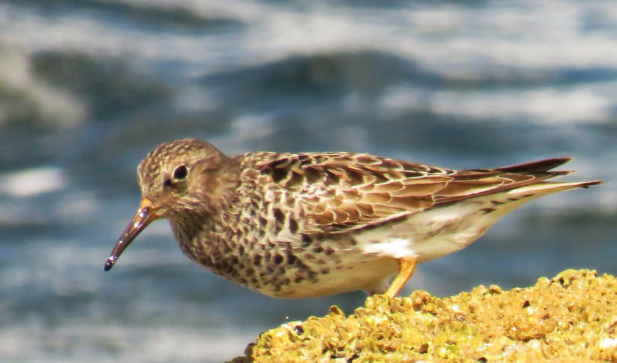 Purple Sandpiper - ML330543761