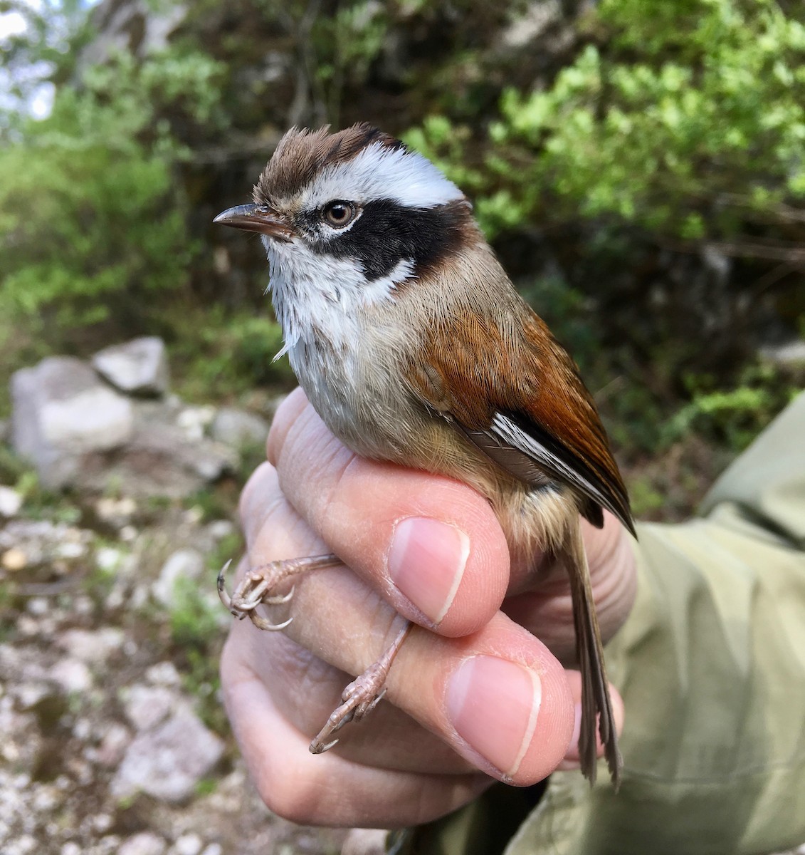 White-browed Fulvetta - ML330544731