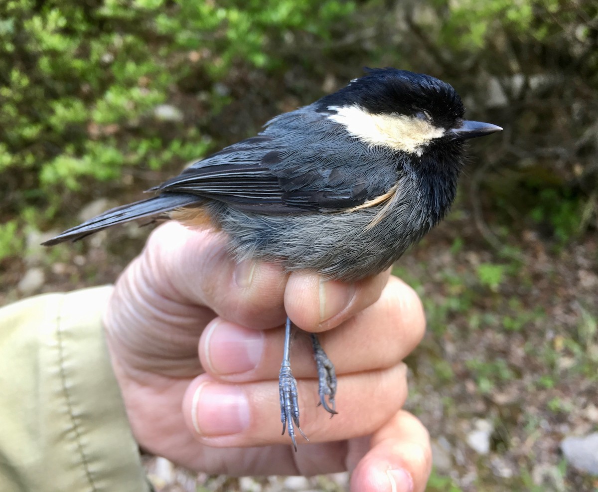 Rufous-vented Tit - ML330545001