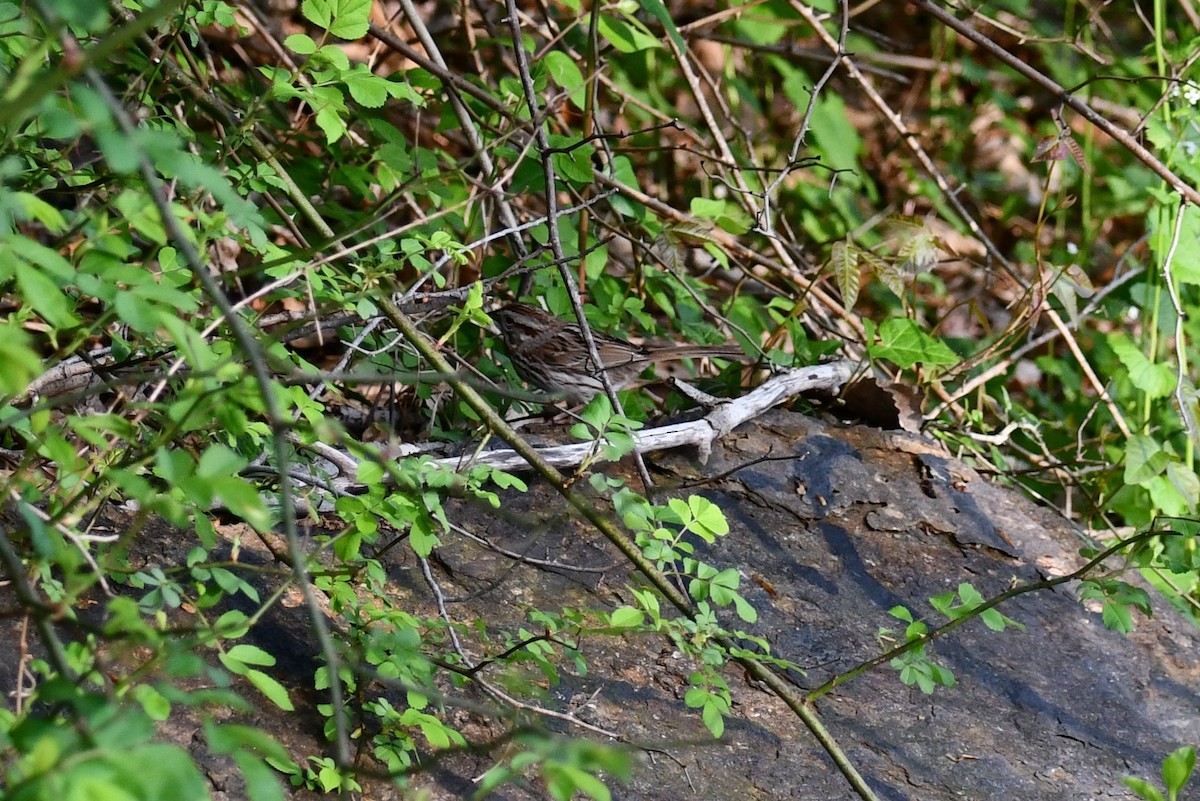 Song Sparrow - ML330545391