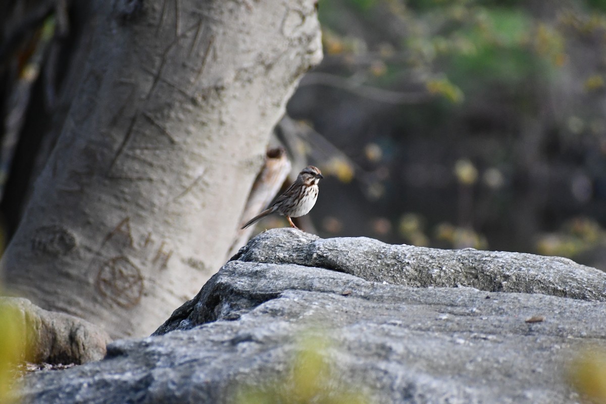 Song Sparrow - ML330545401