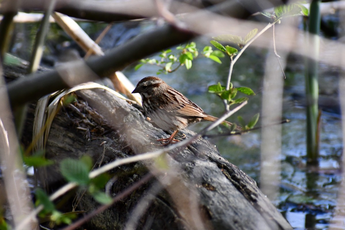 Song Sparrow - ML330545411